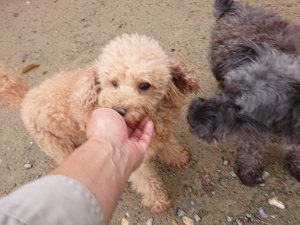 f:id:roukenhome-ann:20181113204732j:plain