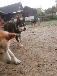 f:id:roukenhome-ann:20181113204742j:plain