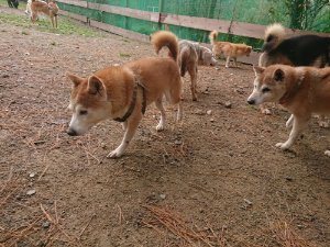 f:id:roukenhome-ann:20181113205058j:plain