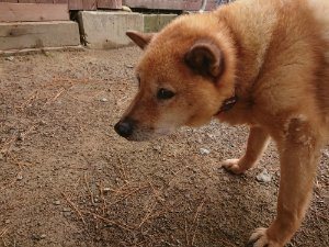 f:id:roukenhome-ann:20181113205134j:plain