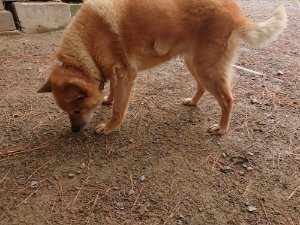 f:id:roukenhome-ann:20181113205255j:plain
