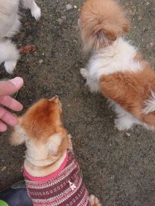 f:id:roukenhome-ann:20181113205317j:plain