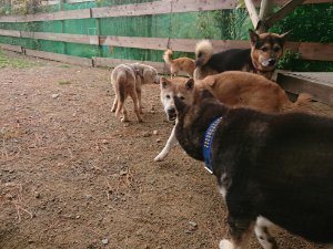 f:id:roukenhome-ann:20181113205453j:plain