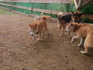 f:id:roukenhome-ann:20181113205526j:plain