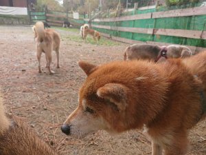 f:id:roukenhome-ann:20181113205556j:plain
