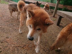 f:id:roukenhome-ann:20181113205630j:plain