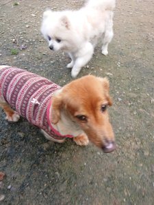 f:id:roukenhome-ann:20181113205635j:plain
