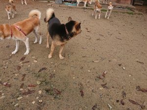 f:id:roukenhome-ann:20181113210225j:plain