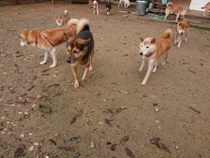 f:id:roukenhome-ann:20181113210338j:plain