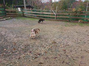 f:id:roukenhome-ann:20181113210556j:plain
