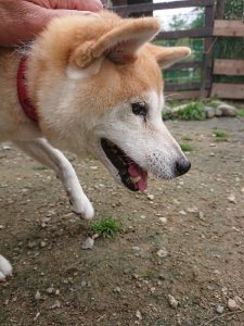 f:id:roukenhome-ann:20181113210855j:plain