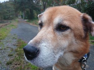f:id:roukenhome-ann:20181113210859j:plain