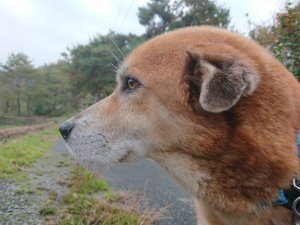 f:id:roukenhome-ann:20181113210949j:plain