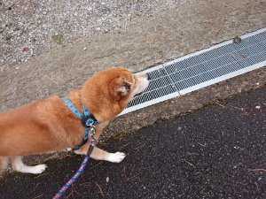 f:id:roukenhome-ann:20181113210953j:plain