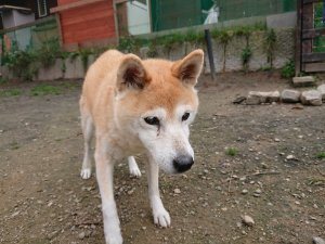 f:id:roukenhome-ann:20181113211617j:plain