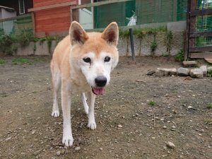 f:id:roukenhome-ann:20181113211802j:plain