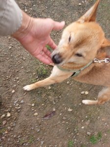 f:id:roukenhome-ann:20181113211855j:plain