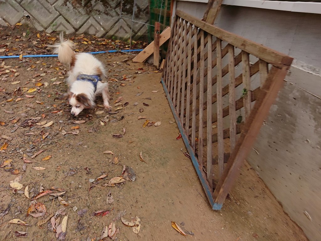 f:id:roukenhome-ann:20181115174802j:plain f:id:roukenhome-ann:20181115174802j:plain