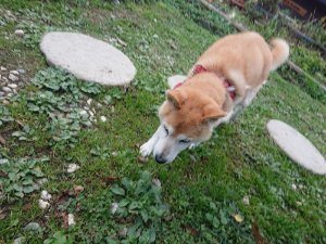 f:id:roukenhome-ann:20181115175056j:plain f:id:roukenhome-ann:20181115175056j:plain