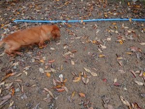 f:id:roukenhome-ann:20181115180914j:plain f:id:roukenhome-ann:20181115180914j:plain