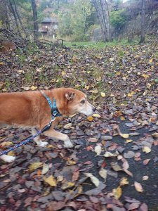 f:id:roukenhome-ann:20181115180927j:plain f:id:roukenhome-ann:20181115180927j:plain