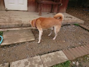 f:id:roukenhome-ann:20181115180948j:plain f:id:roukenhome-ann:20181115180948j:plain