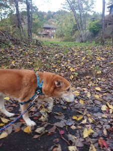 f:id:roukenhome-ann:20181115181323j:plain f:id:roukenhome-ann:20181115181323j:plain