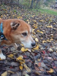 f:id:roukenhome-ann:20181115181330j:plain f:id:roukenhome-ann:20181115181330j:plain