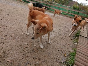 f:id:roukenhome-ann:20181115181344j:plain f:id:roukenhome-ann:20181115181344j:plain