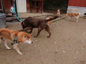 f:id:roukenhome-ann:20181115181405j:plain f:id:roukenhome-ann:20181115181405j:plain