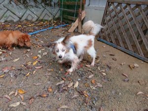 f:id:roukenhome-ann:20181115182006j:plain f:id:roukenhome-ann:20181115182006j:plain