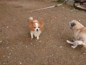 f:id:roukenhome-ann:20181115182337j:plain f:id:roukenhome-ann:20181115182337j:plain