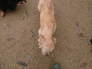 f:id:roukenhome-ann:20181115182415j:plain f:id:roukenhome-ann:20181115182415j:plain