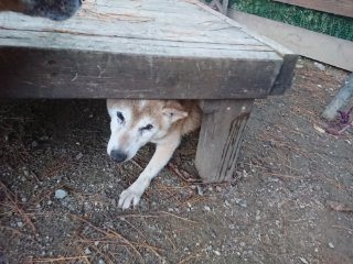 f:id:roukenhome-ann:20181116093021j:plain f:id:roukenhome-ann:20181116093021j:plain