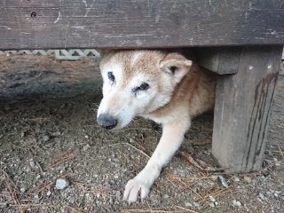 f:id:roukenhome-ann:20181116093031j:plain f:id:roukenhome-ann:20181116093031j:plain