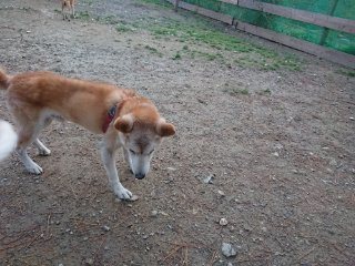 f:id:roukenhome-ann:20181116093110j:plain f:id:roukenhome-ann:20181116093110j:plain