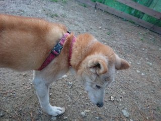 f:id:roukenhome-ann:20181116093114j:plain f:id:roukenhome-ann:20181116093114j:plain