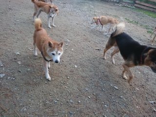 f:id:roukenhome-ann:20181116093421j:plain f:id:roukenhome-ann:20181116093421j:plain
