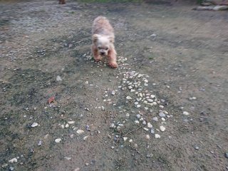 f:id:roukenhome-ann:20181116093848j:plain f:id:roukenhome-ann:20181116093848j:plain