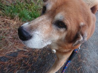 f:id:roukenhome-ann:20181116094258j:plain f:id:roukenhome-ann:20181116094258j:plain