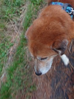f:id:roukenhome-ann:20181116094302j:plain f:id:roukenhome-ann:20181116094302j:plain