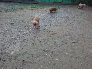 f:id:roukenhome-ann:20181116095024j:plain f:id:roukenhome-ann:20181116095024j:plain