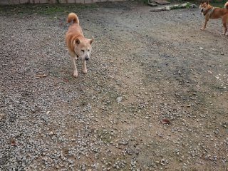 f:id:roukenhome-ann:20181116174754j:plain