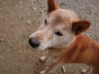 f:id:roukenhome-ann:20181116174859j:plain