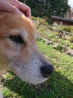 f:id:roukenhome-ann:20181116175015j:plain
