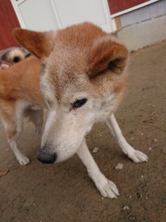 f:id:roukenhome-ann:20181116175106j:plain