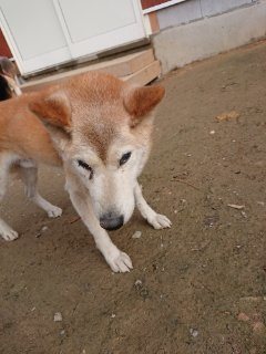 f:id:roukenhome-ann:20181116175123j:plain