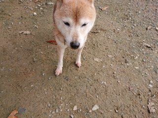 f:id:roukenhome-ann:20181116175127j:plain