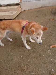 f:id:roukenhome-ann:20181116175227j:plain