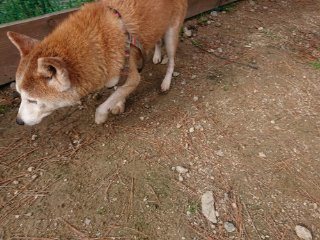 f:id:roukenhome-ann:20181116175251j:plain